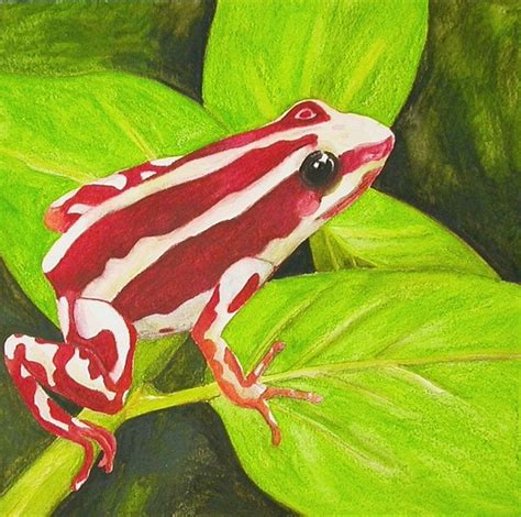 Either males or females remain with, or periodically visit, the nest. Cute or Pretty Frogs, Lizards and Bugs… Really?? | Dusky's ...