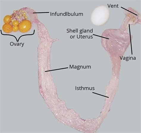 Chicken Reproductive System Rangiora Vet Centre