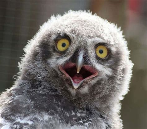 Funny Surprised Animal Faces