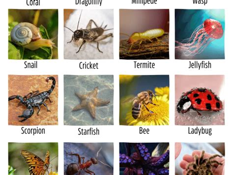 8 Intriguing Facts About Invertebrates