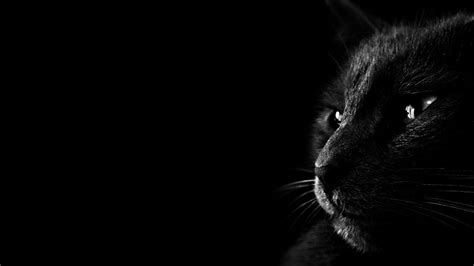 Dark Cat Wallpapers Wallpaper Cave