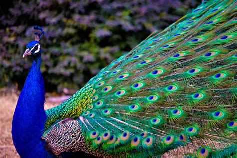 Pure Beauty Peacock Peacock Images Peacock Pictures