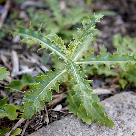 Lawn And Garden Weeds How To Identify And Control Them