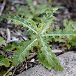 Weed Identification Guide | Better Homes & Gardens