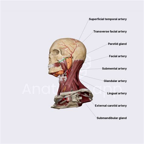 Arterial Blood Supply Of Salivary Glands Salivary Glands Head And