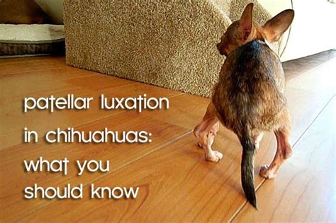 Patellar Luxation In Chihuahuas What You Should Know Chihuahua