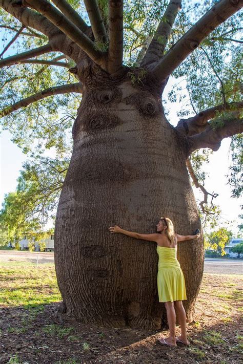 Large Bottle Trees In Roma Outback Queensland Australia Tourism