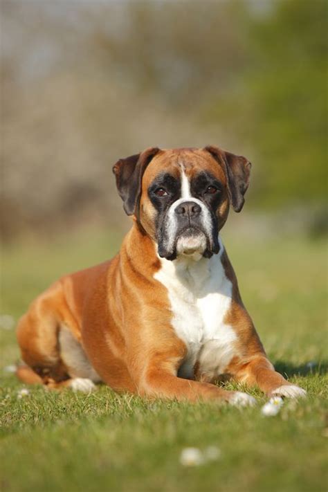 45 Best Large Dog Breeds Top Big Dogs List And Pictures