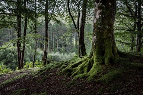 Mossy Magic Fine Art Photography Scotland Landscape