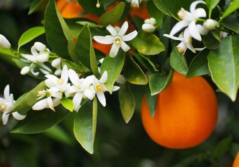 Ultimate Guide To Orange Blossom Meaning And Symbolism Petal Republic