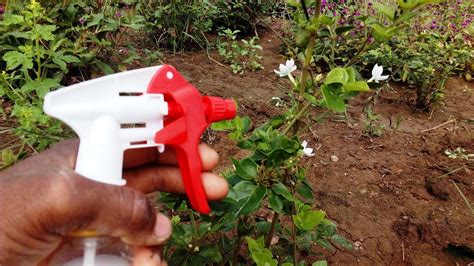 How To Spray Pesticide In Easy Way To Flower Plant Youtube