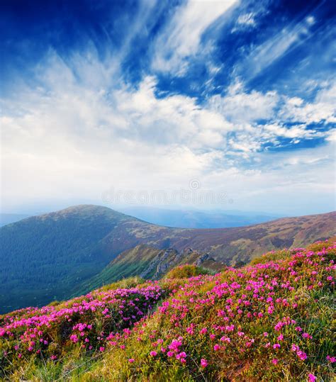 Spring Landscape With The Cloudy Sky And Flower Stock Photo Image Of