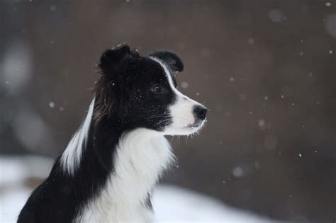 787997 Winter Dogs Collie Rare Gallery Hd Wallpapers