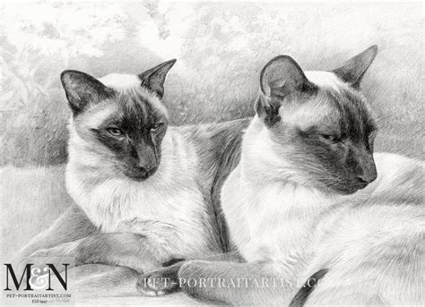 Siamese Cats Pencil Portrait Of Tai And Chi Melanie