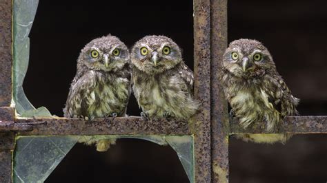 Three Baby Owls In A Row Hd Animals And Birds Wallpapers For Mobile And Desktop