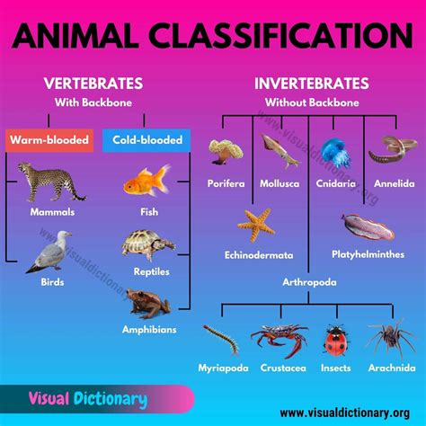 Classification Of Animal Species