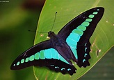 The Common Bluebottle (Graphium sarpedon), or Blue Triangle in ...