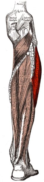 Peroneus Fibularis Longus Muscle Physiopedia