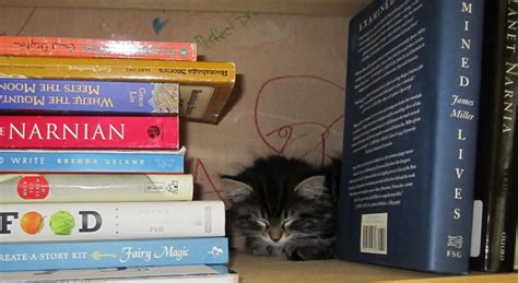 The Books For Walls Project Archive A Parade Of Bookish Cats And