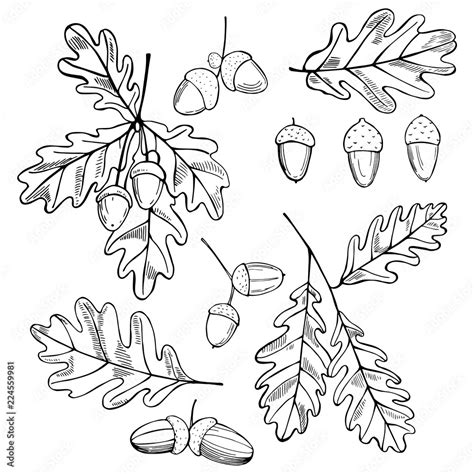 Hand Drawn Oak Leaves And Acorns Vector Sketch Illustration Stock