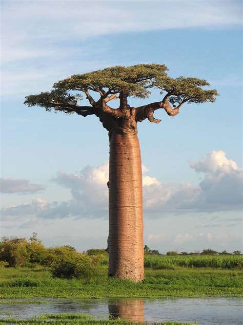 Boab Tree From Madagascar Roddlysatisfying