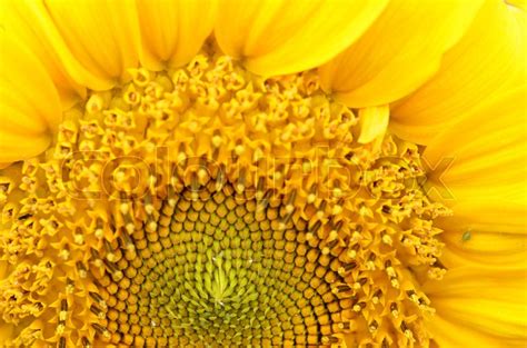 Close Up Of Sunflower In Natural Stock Image Colourbox
