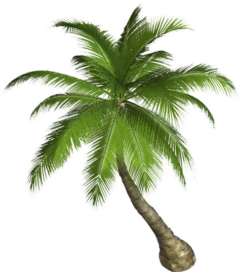 Collection Of Png Palm Tree Pluspng