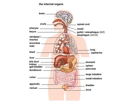 Organs are specialised body parts, each with their own jobs. Free Organs, Download Free Clip Art, Free Clip Art on ...