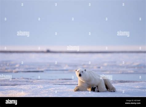 Polar Bear Ursus Maritimus Starving 1002 Area Of The Arctic National