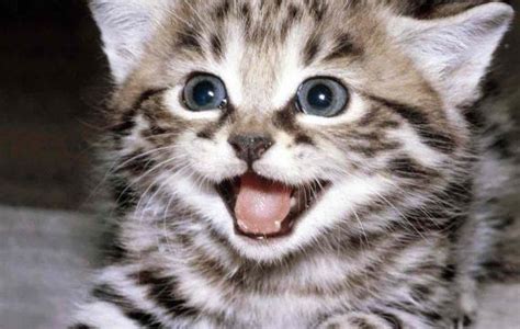 30 Awesome Pictures Of The Smiliest Cats Youll Ever See Funny Dogs