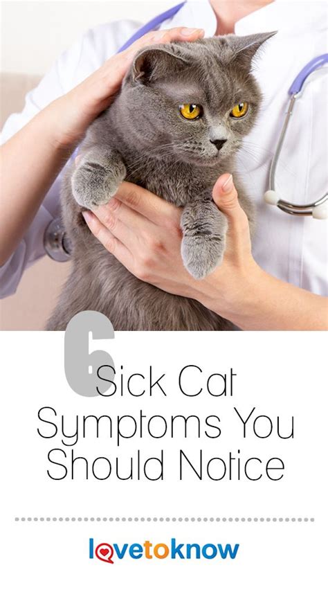 Try our symptom checker got any other symptoms? 7 Sick Cat Symptoms You Should Notice | LoveToKnow | Sick ...