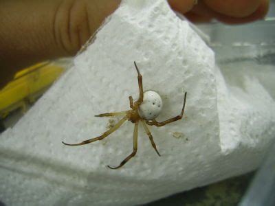 Printed on ultra premium presentation matte paper! White Widow Spider Facts, Identifications, & Pictures