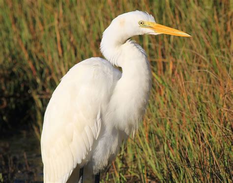 Last Call For Tall White Wading Birds Nature On The Edge Of New York City