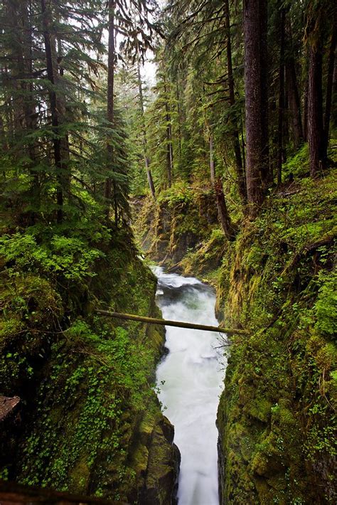 Hike In The Hoh Rain Forest And See Sol Duc Falls There Vacation