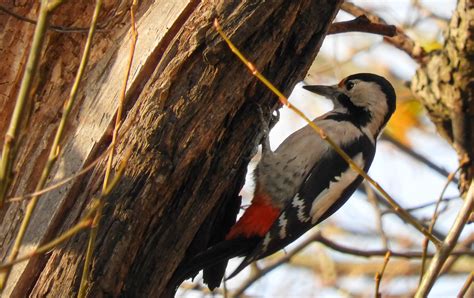 Syrian Woodpecker Dendrocopos Syriacus Thank You Very Mu Flickr