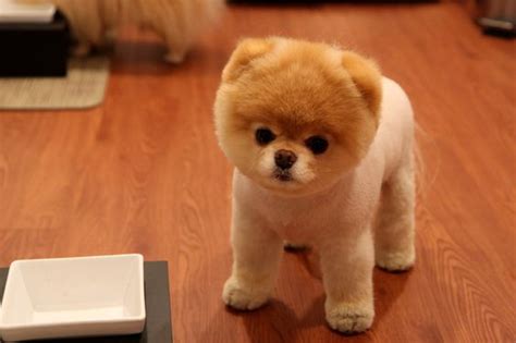 Cutest Dogs Dogs And Boo The Cutest Dog On Pinterest