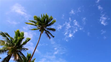 Idyllic Blue Sky And Palm Stock Footage Video 100