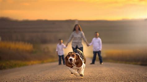 Hd Wallpaper Families Road Holding Hands Depth Of Field Dog Animals