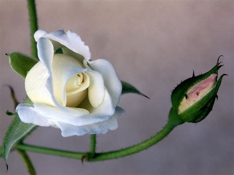 Rose And Bud Photograph By Randal Higby Fine Art America