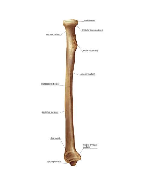The radius and the ulna are long, slightly curved bones that lie parallel from the elbow, where they articulate with the humerus, to the wrist, . Labelled Radius Bone / Radius Definition Location ...