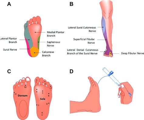 Peripheral Nerve Foot Dermatomes
