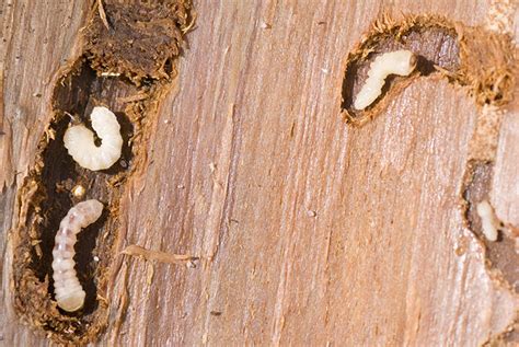 How To Get Rid Of Woodworms Woodworm Treatment