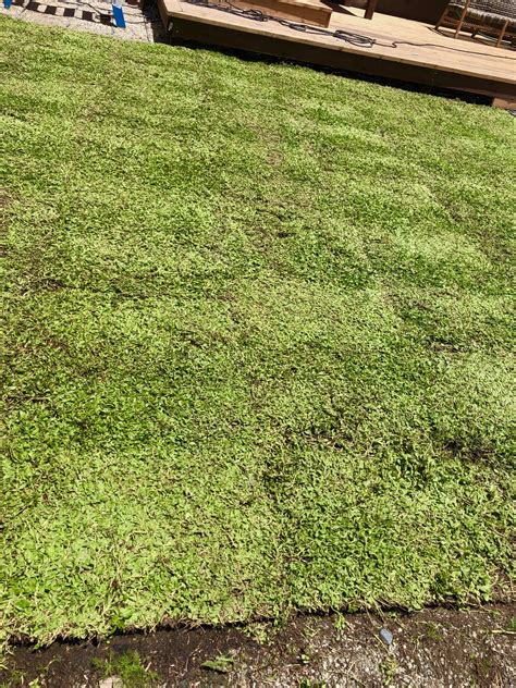 Kurapia Ground Cover Sod And Seed