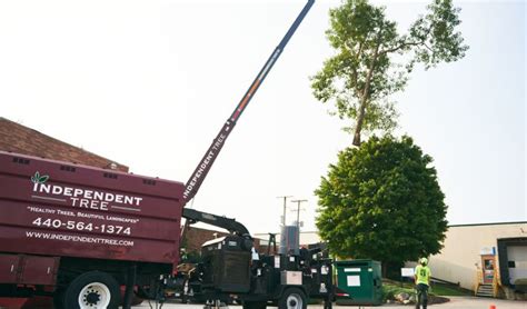Why Are Cranes And Bucket Trucks Used For Tree Removals Independent Tree
