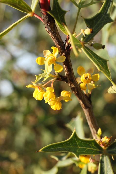 Photo Of The Bloom Of Agarita Alloberberis Trifoliolata Posted By