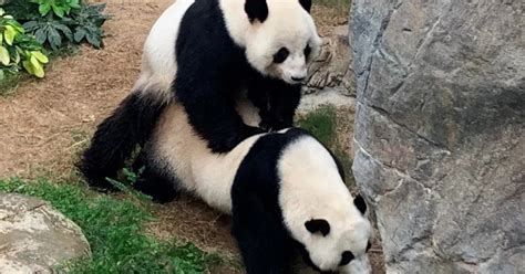 These Interesting Times Caught In The Act Ocean Park Pandas Get It On