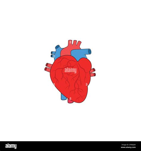Modern Human Heart Icon Vector Simple Heart Sign For Human Anatomy