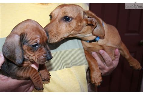 We have the best selection of pure bred puppies in san diego! Minnie: Dachshund puppy for sale near San Diego, California. | 728abb0f-d641