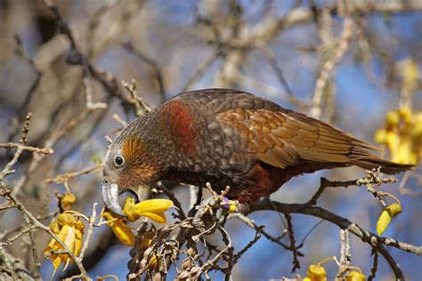 Who Is Most Interested In New Zealands Birds Te Papas Blog