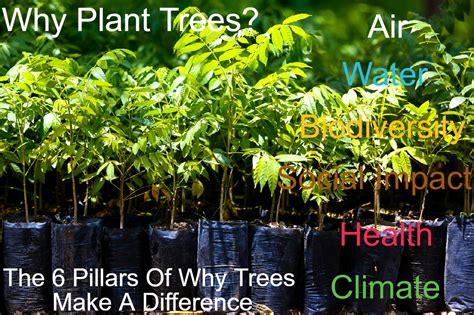 Sustainability One Tree Planted